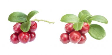 Birçok taze olgun dal kızılcık veya beyaz izole yaprakları ile cowberries