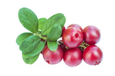 Cowberries - kızılcık yaprakları izole beyaz zemin üzerine ile 