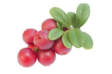 Cowberries - kızılcık yaprakları izole beyaz zemin üzerine ile 