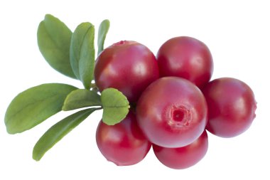 Cowberries - kızılcık yaprakları izole beyaz zemin üzerine ile 