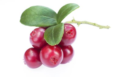 Cowberries - kızılcık yaprakları izole beyaz zemin üzerine ile 