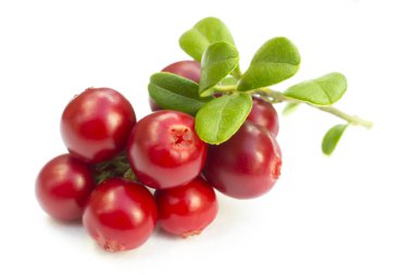 Cowberries - kızılcık yaprakları izole beyaz zemin üzerine ile 