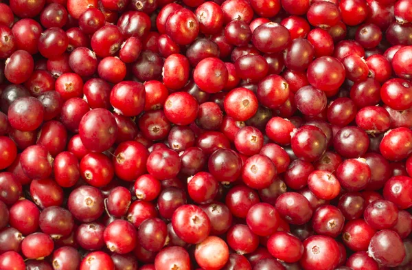 yüzeyde doğal yatan birçok kırmızı kızılcık