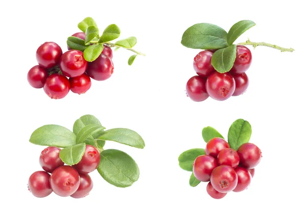 Birçok taze olgun dal kızılcık veya beyaz izole yaprakları ile cowberries