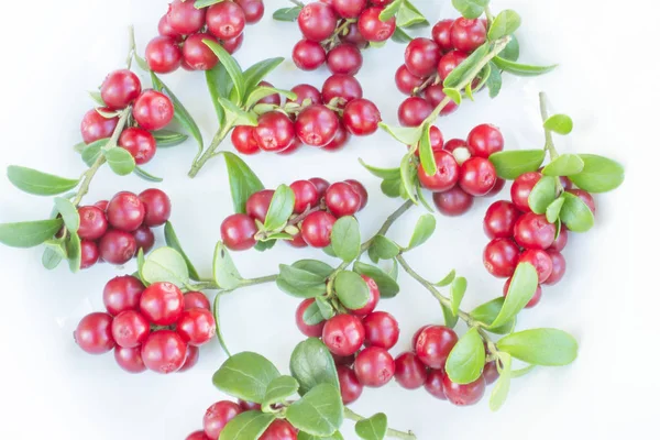 Birçok taze olgun dal kızılcık veya beyaz izole yaprakları ile cowberries