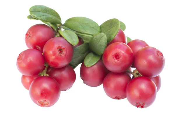 Cowberries Cranberries Com Folhas Fundo Branco Isolado — Fotografia de Stock