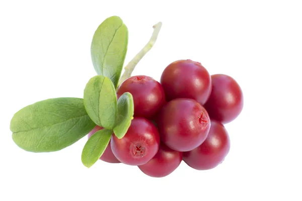 Cowberries Cranberry Dengan Daun Latar Belakang Putih Terisolasi — Stok Foto