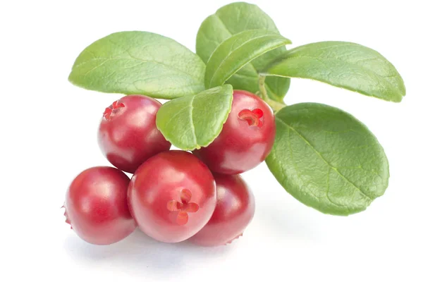 Cowberries Cranberry Dengan Daun Latar Belakang Putih Terisolasi — Stok Foto