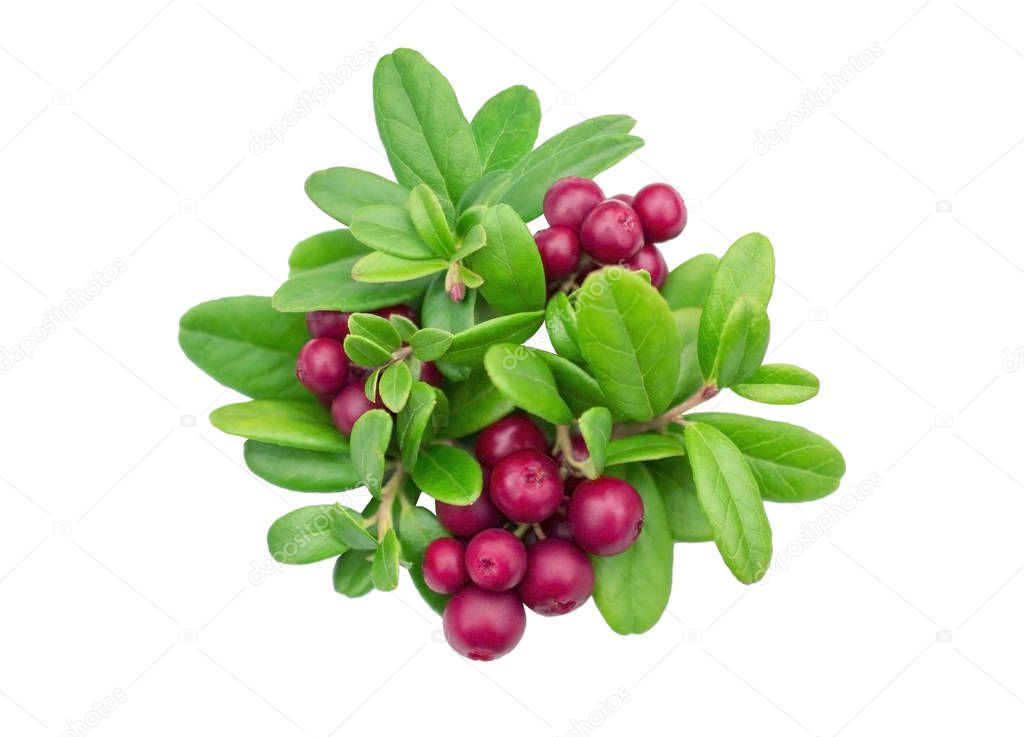 Red berries with green leaves isolated on a white background - cranberries lingonberries cowberries foxberries