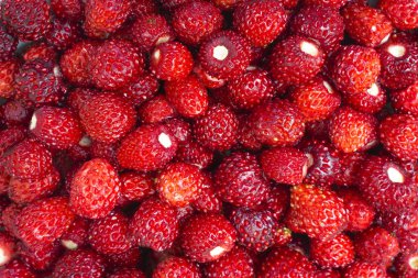 Parlak olgun yabani çilekler izole edilmiş - pek çok küçük böğürtlen yakından çekilmiş