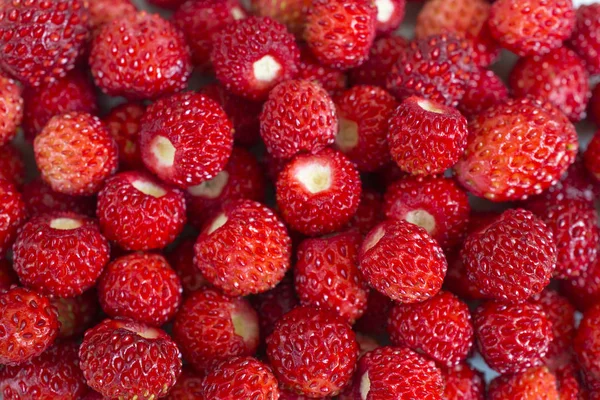 Bright ripe wild strawberries isolated - many small berries-close-up macro — Stock Photo, Image