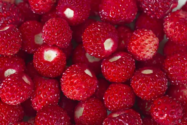 Bright ripe wild strawberries isolated - many berries-close-up macro — Stock Photo, Image