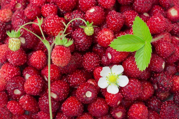 Bright, ripe, wild strawberry berries, with flowers, leaves, placer, summer background — Stock Photo, Image