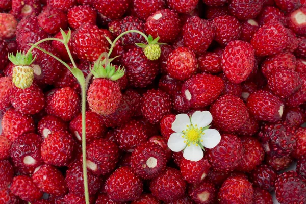 Bright, ripe, wild strawberry berries, with flowers, leaves, placer, summer background — Stock Photo, Image