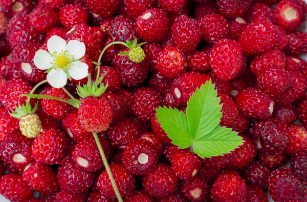 Bright, ripe, wild strawberry berries, with flowers, leaves, placer, summer background — Stock Photo, Image