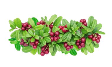 Beyaz bir zemin üzerinde yaban mersininden yapılmış güzel bir çelenk. Baskı, pul, çıkartma, parlak, olgun, çekici bir nesne.