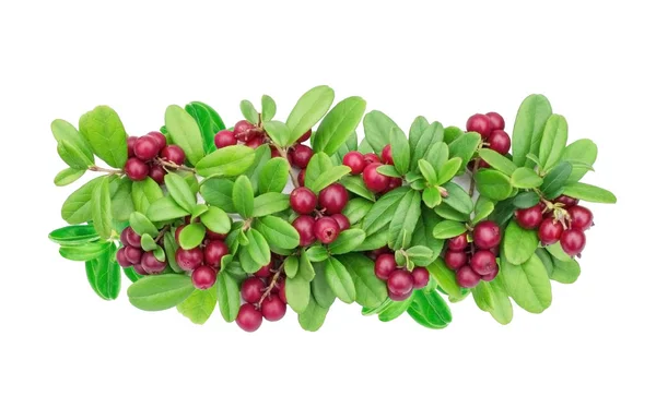 Beautiful wreath of leaves and berries of cranberries-isolated on a white background object-ideal for printing, stamps, stickers-bright, ripe, attractive — Stock Photo, Image