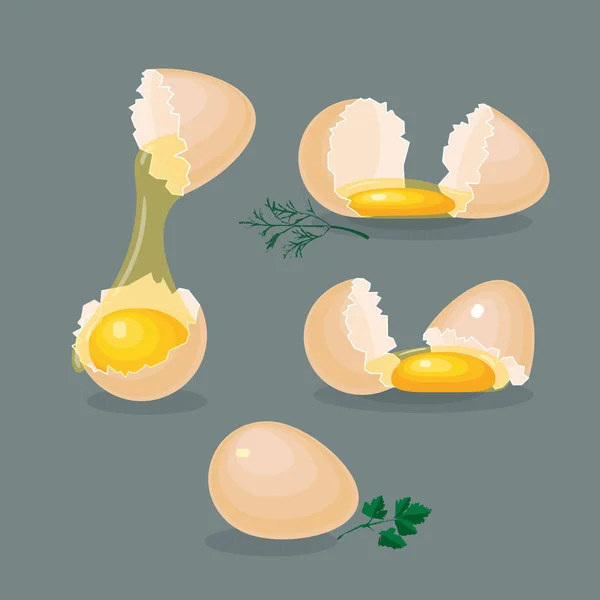 卵、卵黄、卵白、卵の殻を持つベクトル イラスト. — ストックベクタ