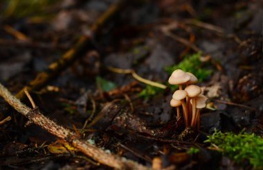 küçük yenilebilir mantar