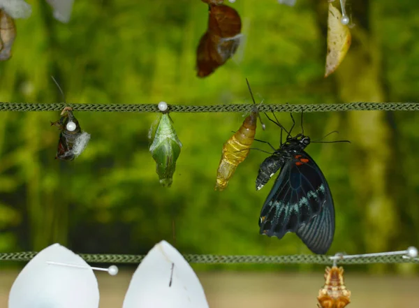 butterfly cocoons and newly born butterfly
