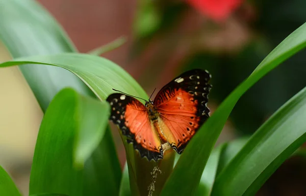 Тропическая бабочка с открытыми крыльями — стоковое фото