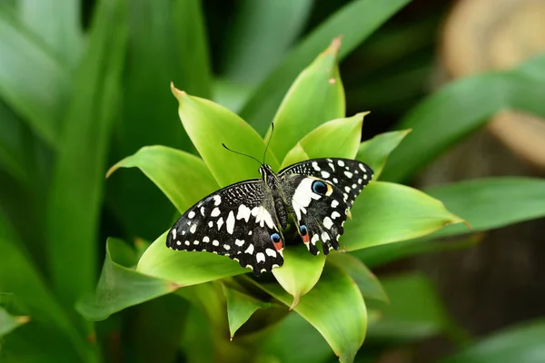 Mariposa tropical con alas abiertas — Foto de Stock