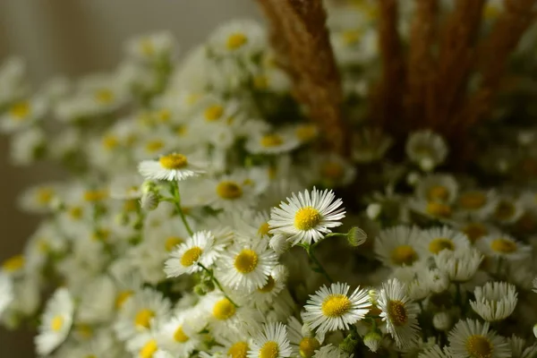 A bouquet of delicate flowers — Stock Photo, Image