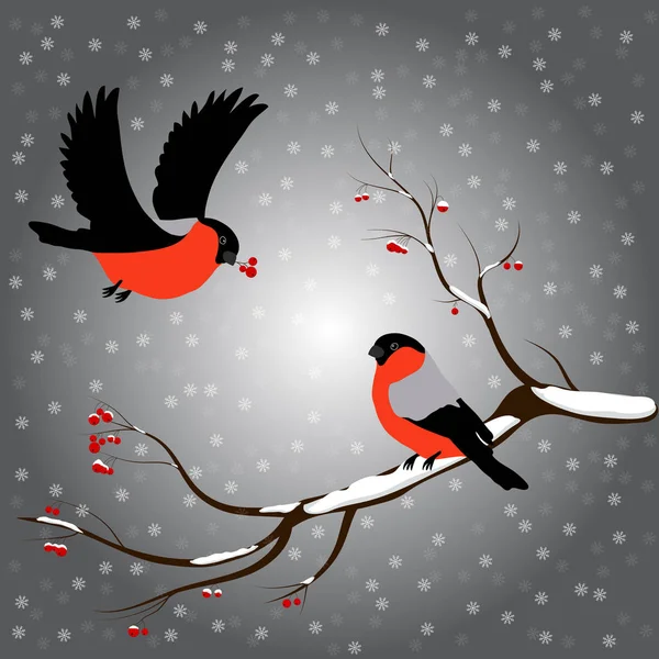 Bullfinch en rama de rowan, nieve, Feliz Navidad, fondo gris. Ilustración vectorial invierno — Archivo Imágenes Vectoriales