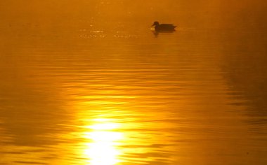 Göl, sisli sabah düşmek suya yansıyan ağaçlar