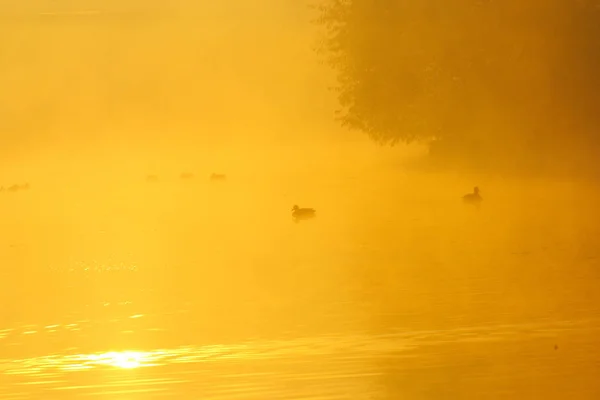 Ομίχλη το πρωί πάνω από τη λίμνη, πέφτουν τα δέντρα που καθρεφτίζονται στο νερό — Φωτογραφία Αρχείου