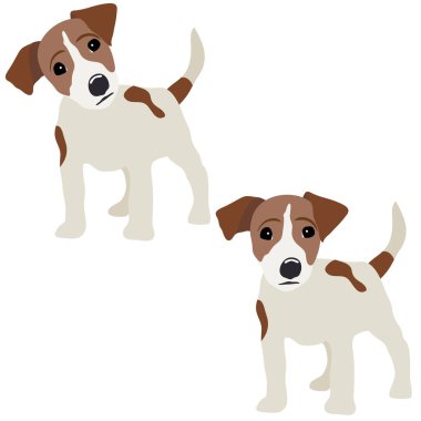 Jack Russell Terrier. Bir köpek vektör çizim