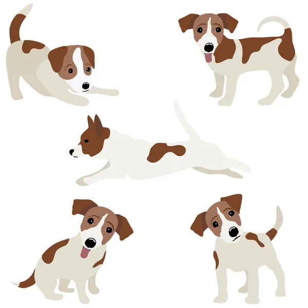Jack Russell Terrier. Bir köpek vektör çizim