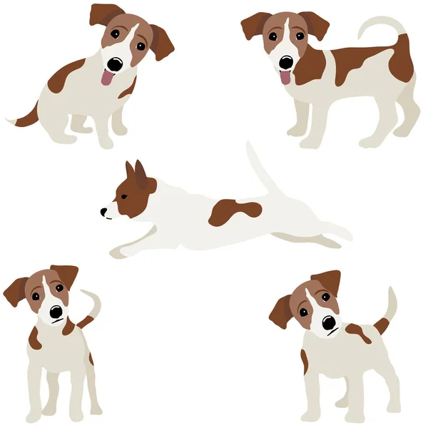 Jack Russell Terrier. Bir köpek vektör çizim