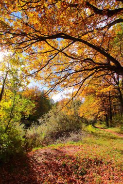 renkli sonbahar ağaç meşe Park