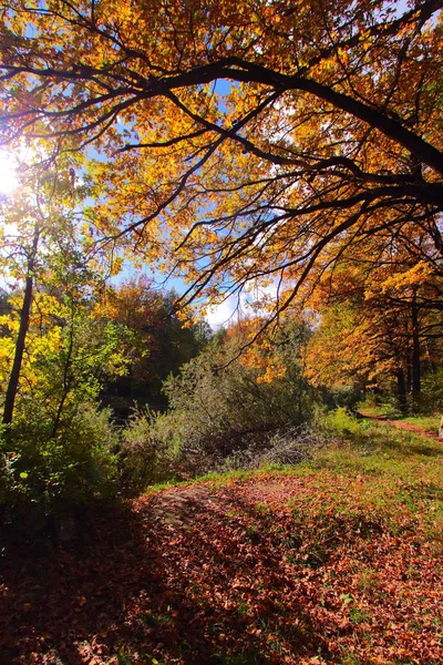 Arbres d'automne colorés chêne dans le parc — Photo