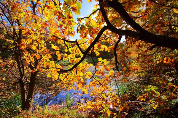 Renkli sonbahar ağaç meşe Park — Stok fotoğraf