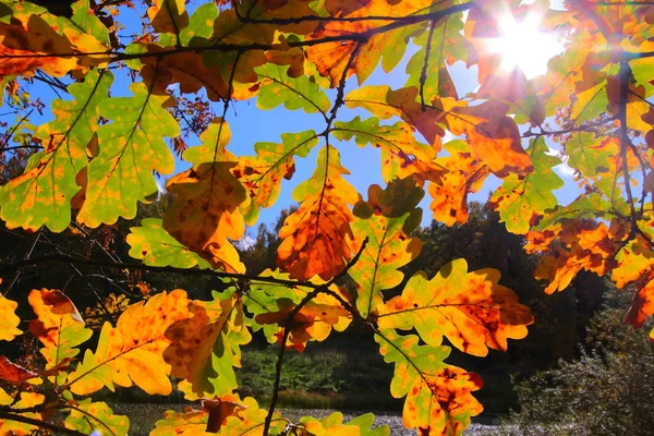 Árvores de outono coloridas carvalho no parque — Fotografia de Stock