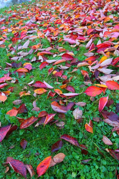 Bright autumn red leaves on green grass in park — Stock Photo, Image