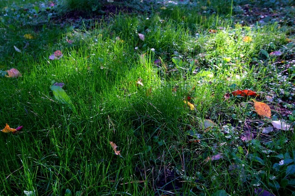 Leuchtend herbstrote Blätter auf grünem Gras im Park — Stockfoto