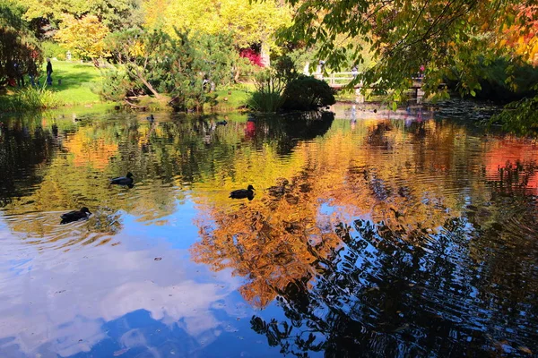 Schöner Herbstteich mit Enten und Bäumen, die sich im Wasser spiegeln — Stockfoto