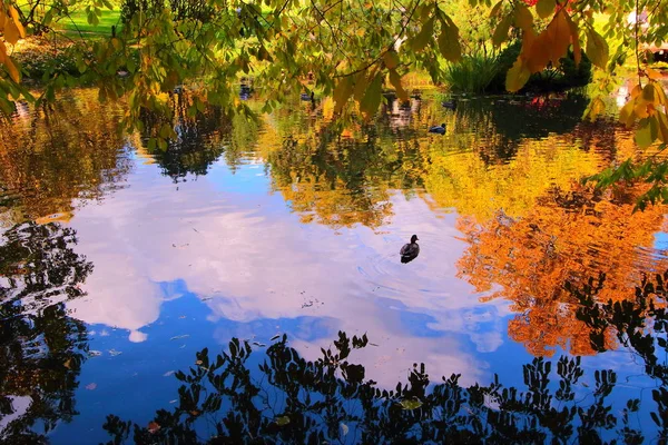 Lagoa de outono bonita com patos e árvores refletidas na água — Fotografia de Stock