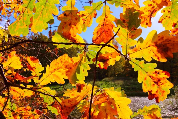 Colorful autumn trees oak in park Stock Image