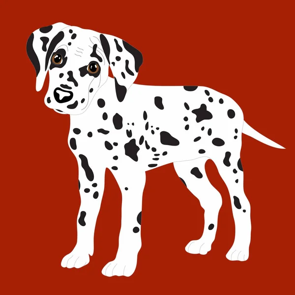 Dalmaçyalı, sevimli köpek, üzgün. Vektör çizim Dalmaçyalı yavru portresi. Köpek izole. — Stok Vektör
