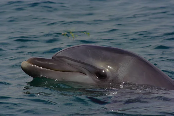 Dolphin swims in the sea, portrait, smiling dolphins.