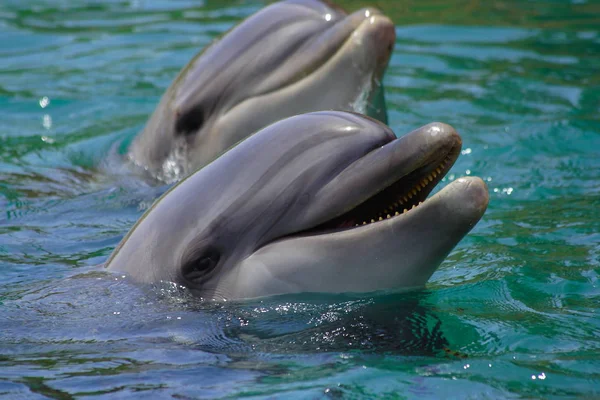 Delfines nadando en el mar, retratos, delfines sonrientes . — Foto de Stock