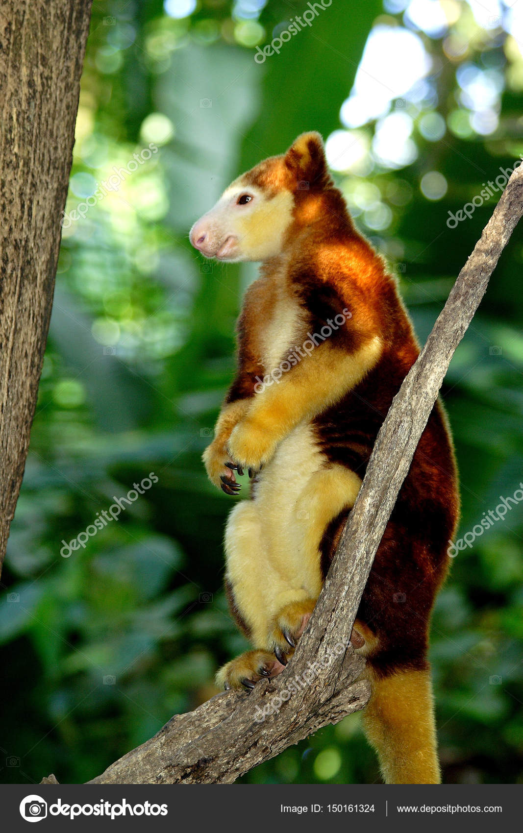 Tree kangaroo sitting on a tree branch, Papua New Guinea — Stock Photo