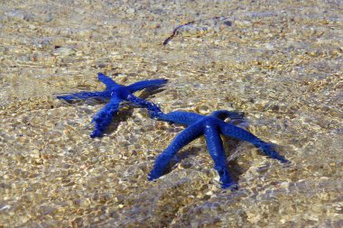 mavi deniz yıldızı, buzlu su altında mavi yıldız çifti