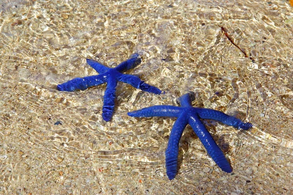 Blauer Seestern, Paar blauer Sterne unter dem Wasser auf den Felsen — Stockfoto