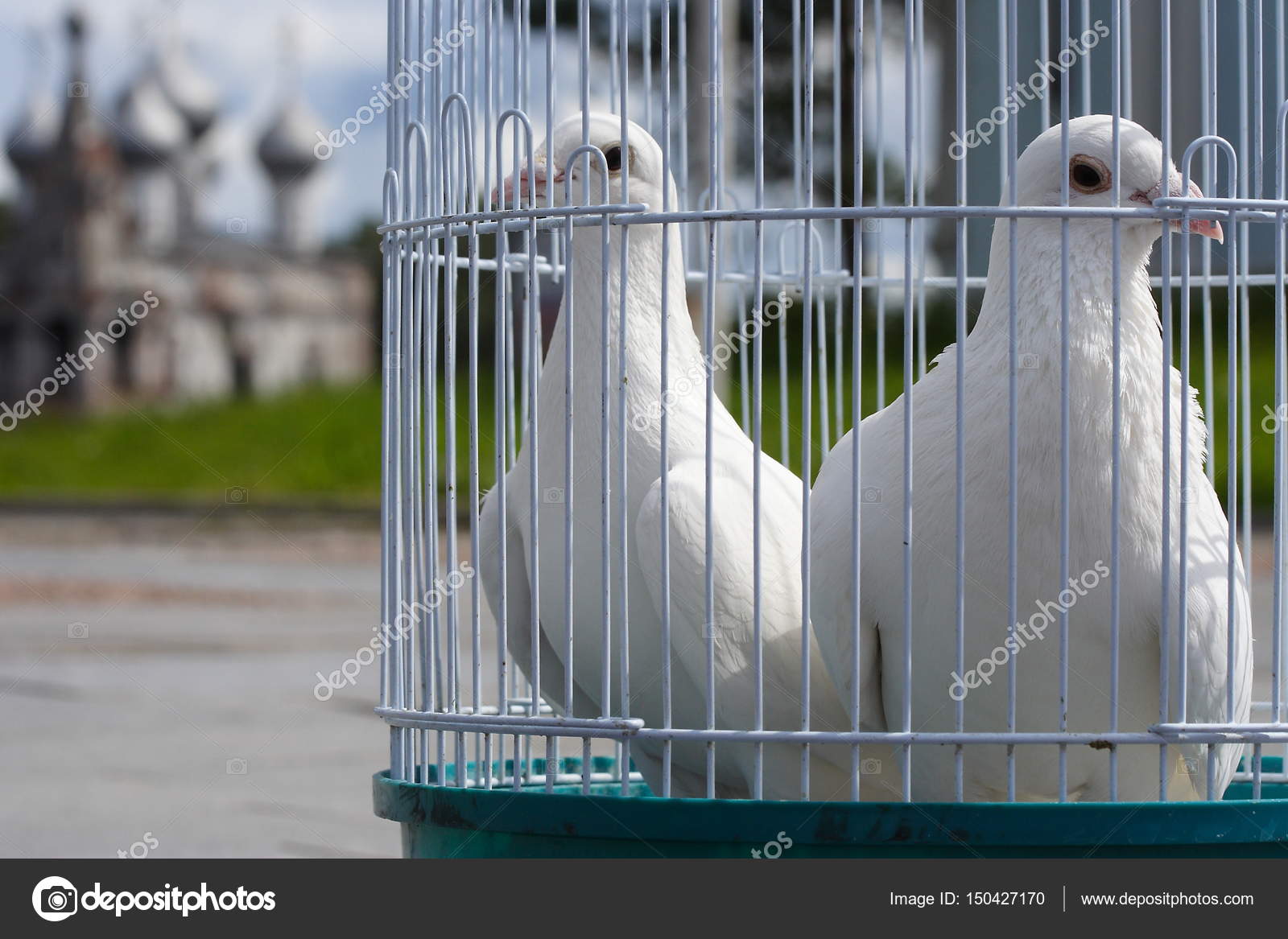 2020 Une Cage Deux Oiseaux 2020 Une Cage Deux Oiseaux
