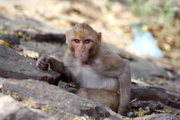 Aap zit in groene struiken, op zoek direct naar de lens, India. — Stockfoto